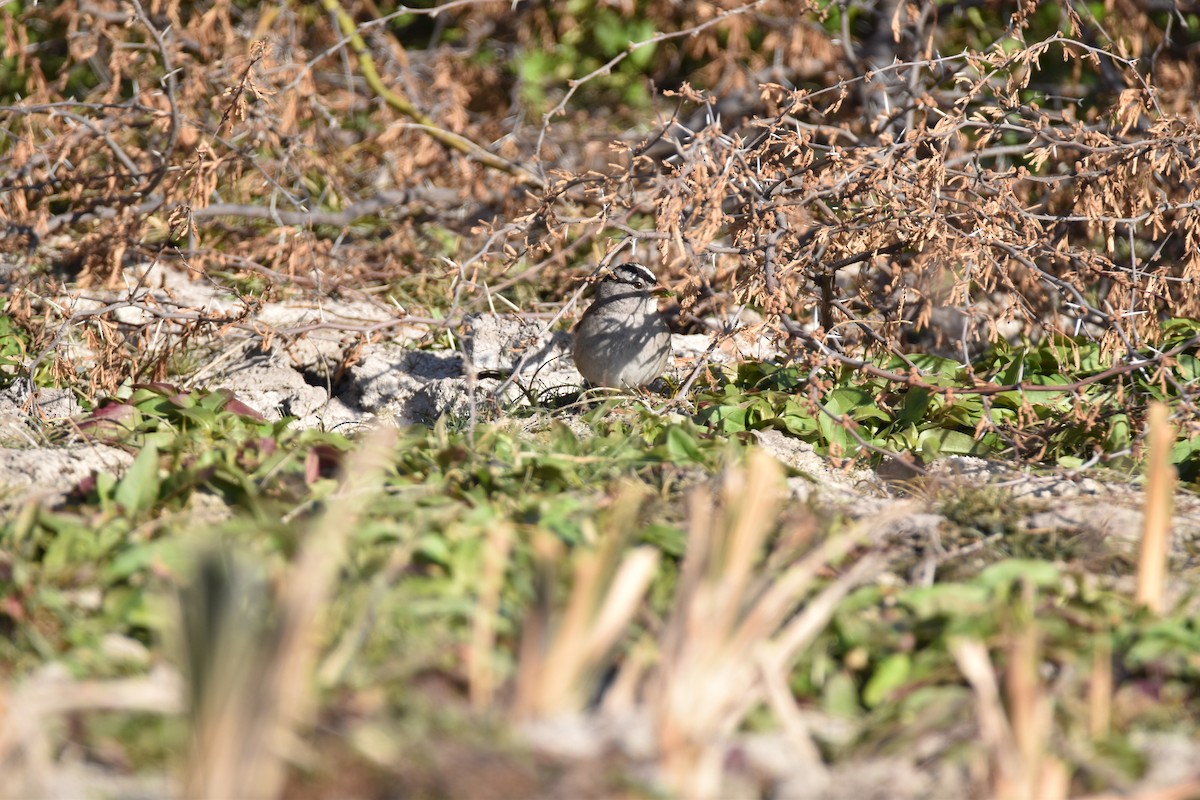 White-crowned Sparrow - Leonardo Guzmán (Kingfisher Birdwatching Nuevo León)