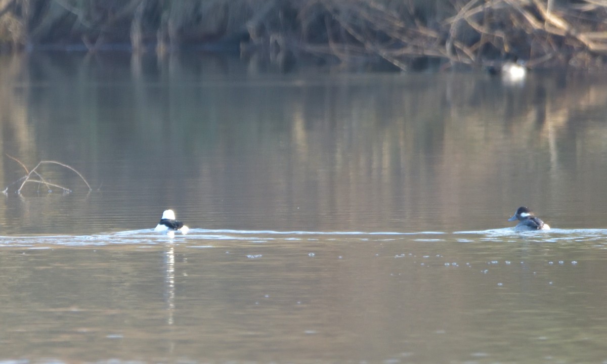 Bufflehead - ML398323891