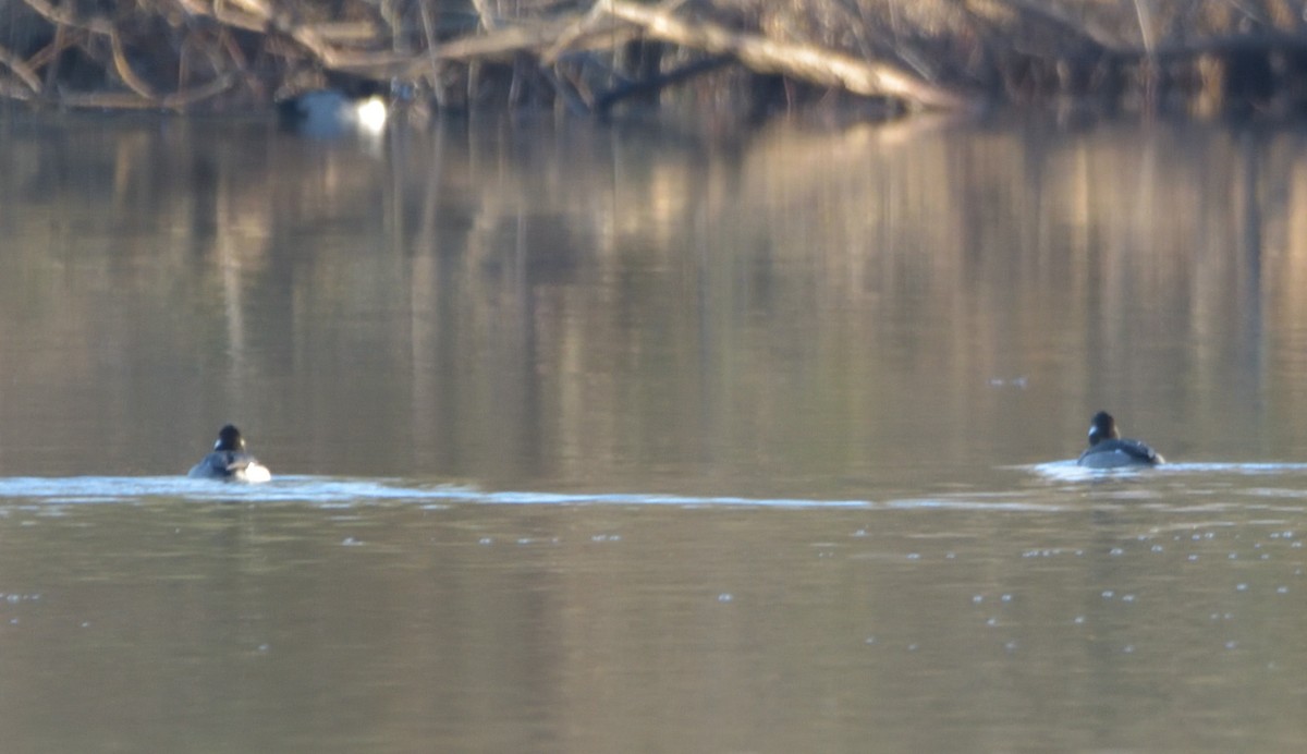 Bufflehead - ML398323921