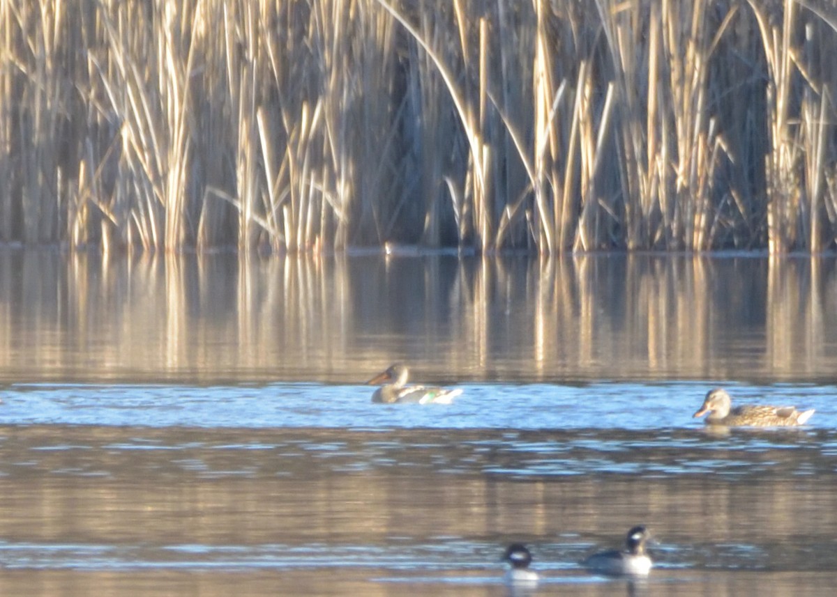 Northern Shoveler - ML398323981