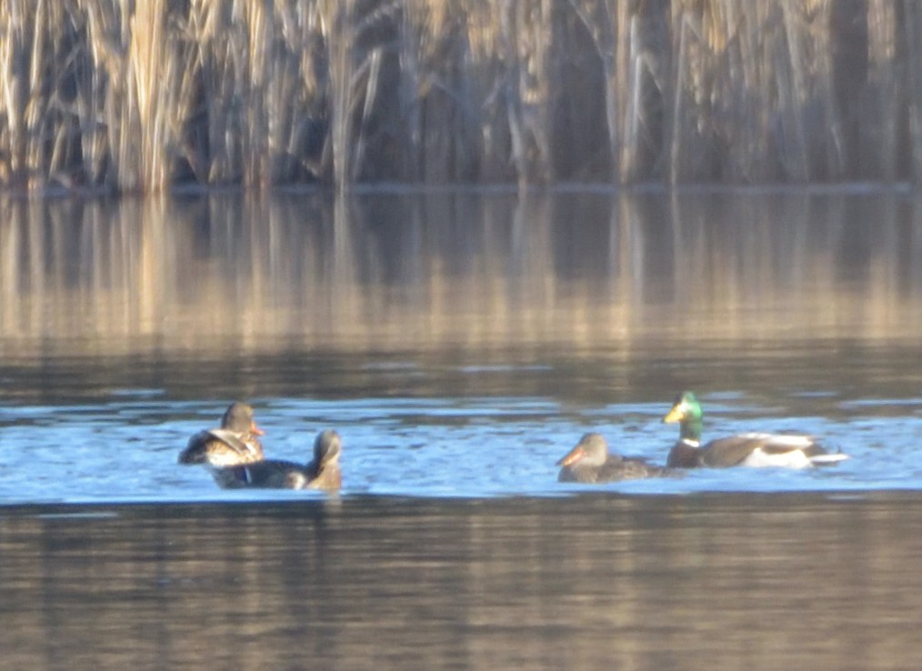 Northern Shoveler - ML398324011