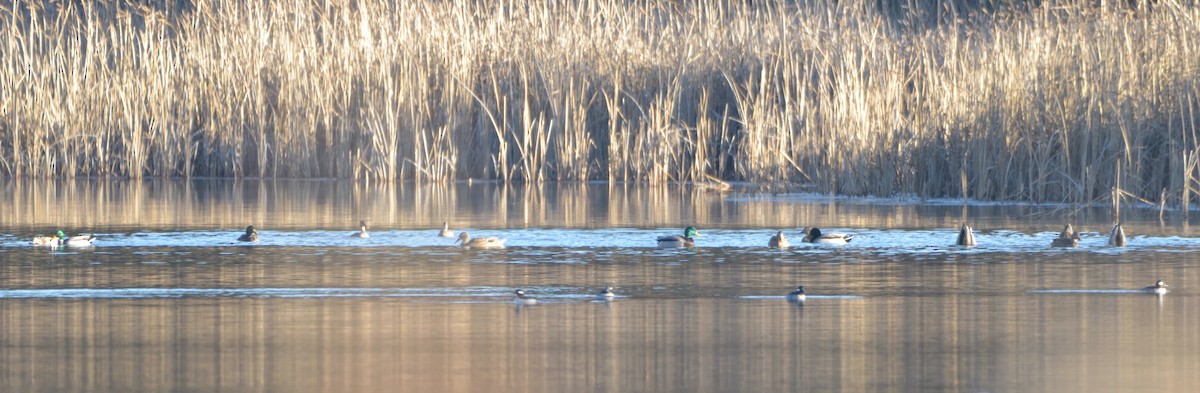 Mallard - ML398324021