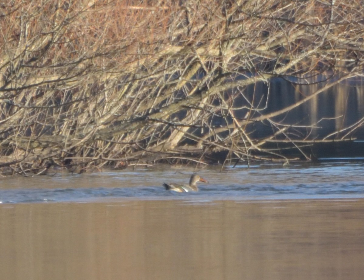Northern Shoveler - ML398324101