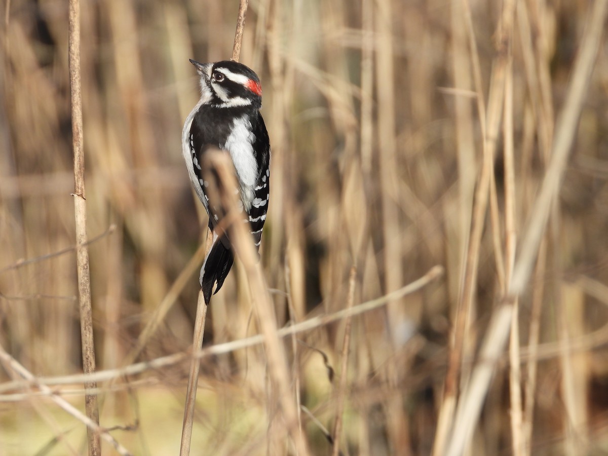 Downy Woodpecker - ML398324741