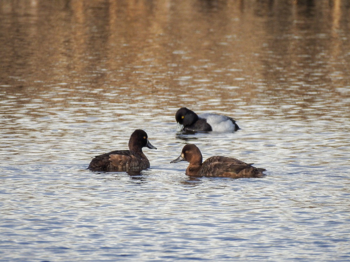 Lesser Scaup - ML398324891