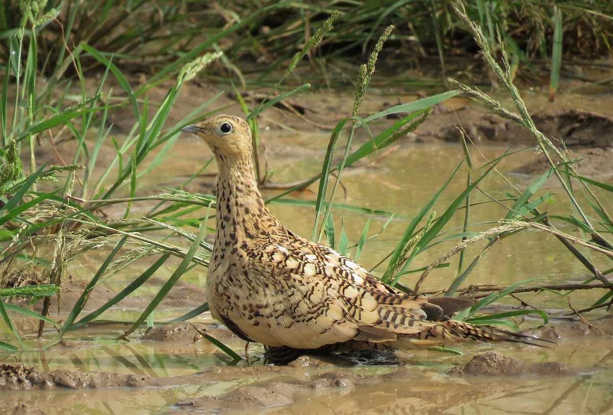 Chestnut-bellied Sandgrouse - ML398326341