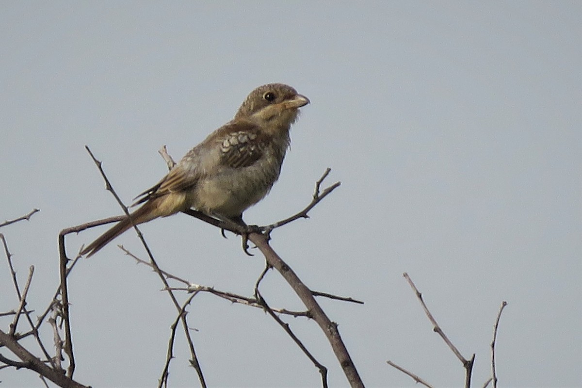 Woodchat Shrike - ML398326591