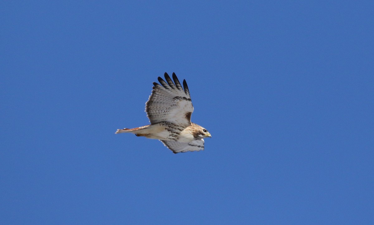 Red-tailed Hawk - ML398327191