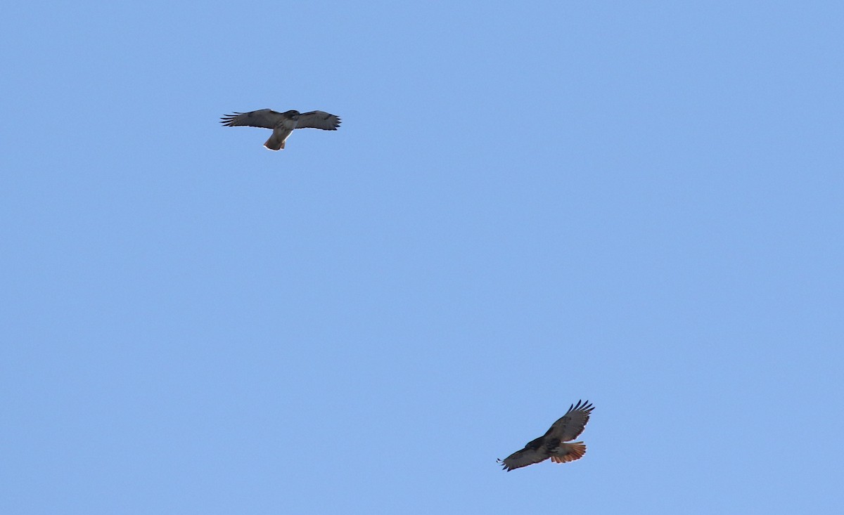 Red-tailed Hawk - ML398327211