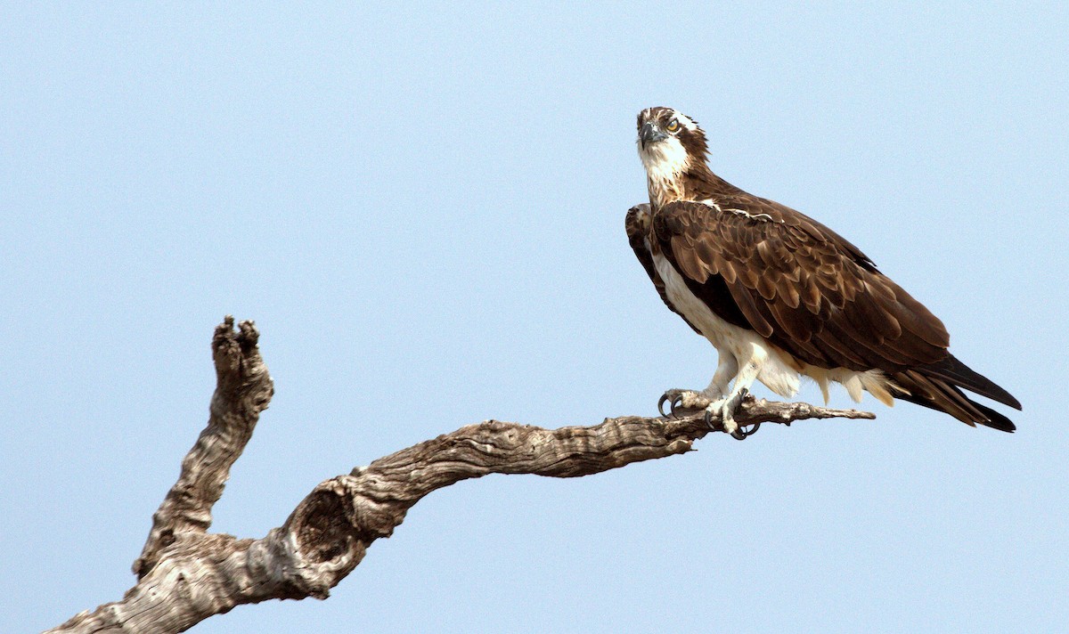 Águila Pescadora - ML398329731