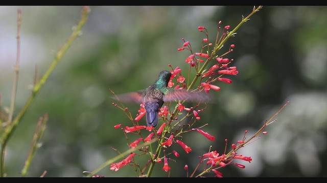 Blue-tailed Hummingbird - ML398329941