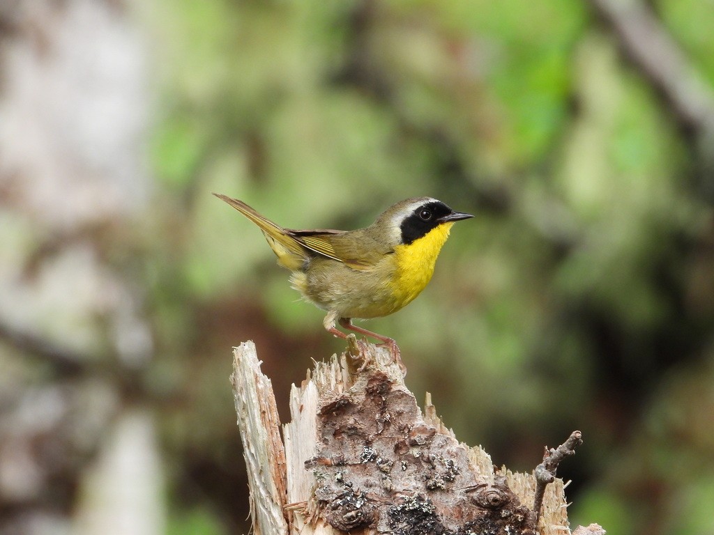 Common Yellowthroat - ML398329981