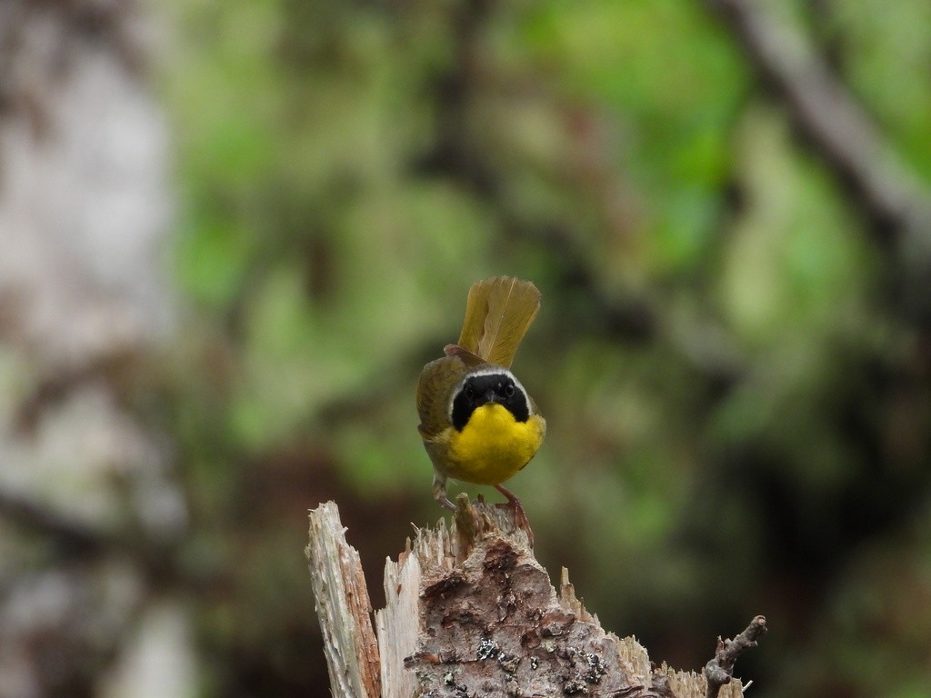 Common Yellowthroat - ML398329991