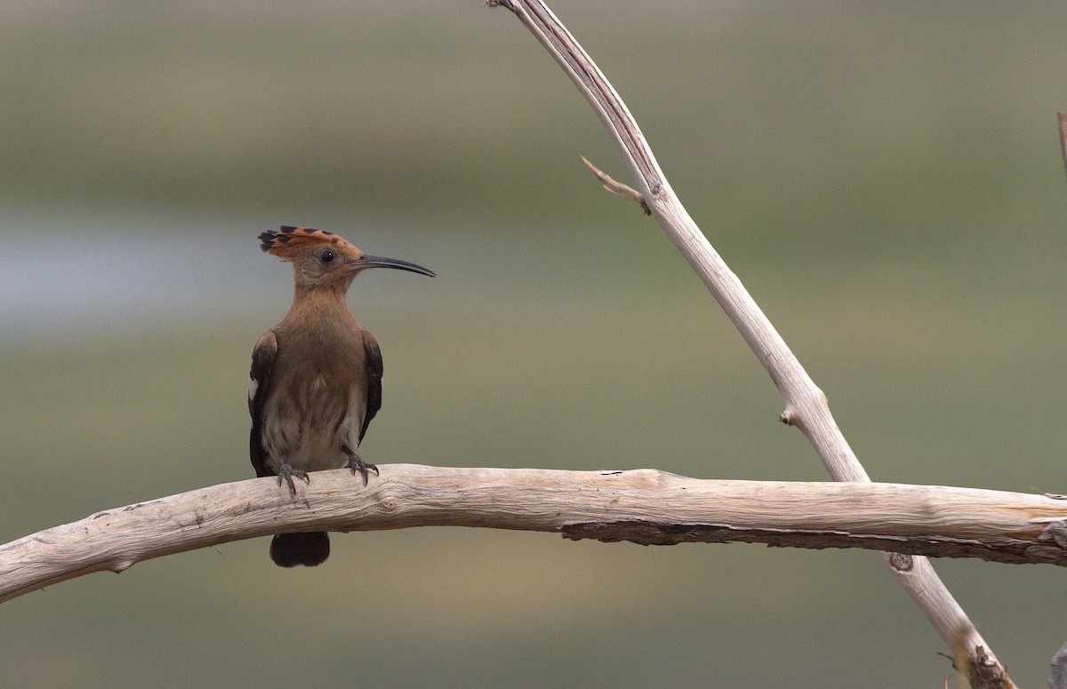 Eurasian Hoopoe - ML398330371