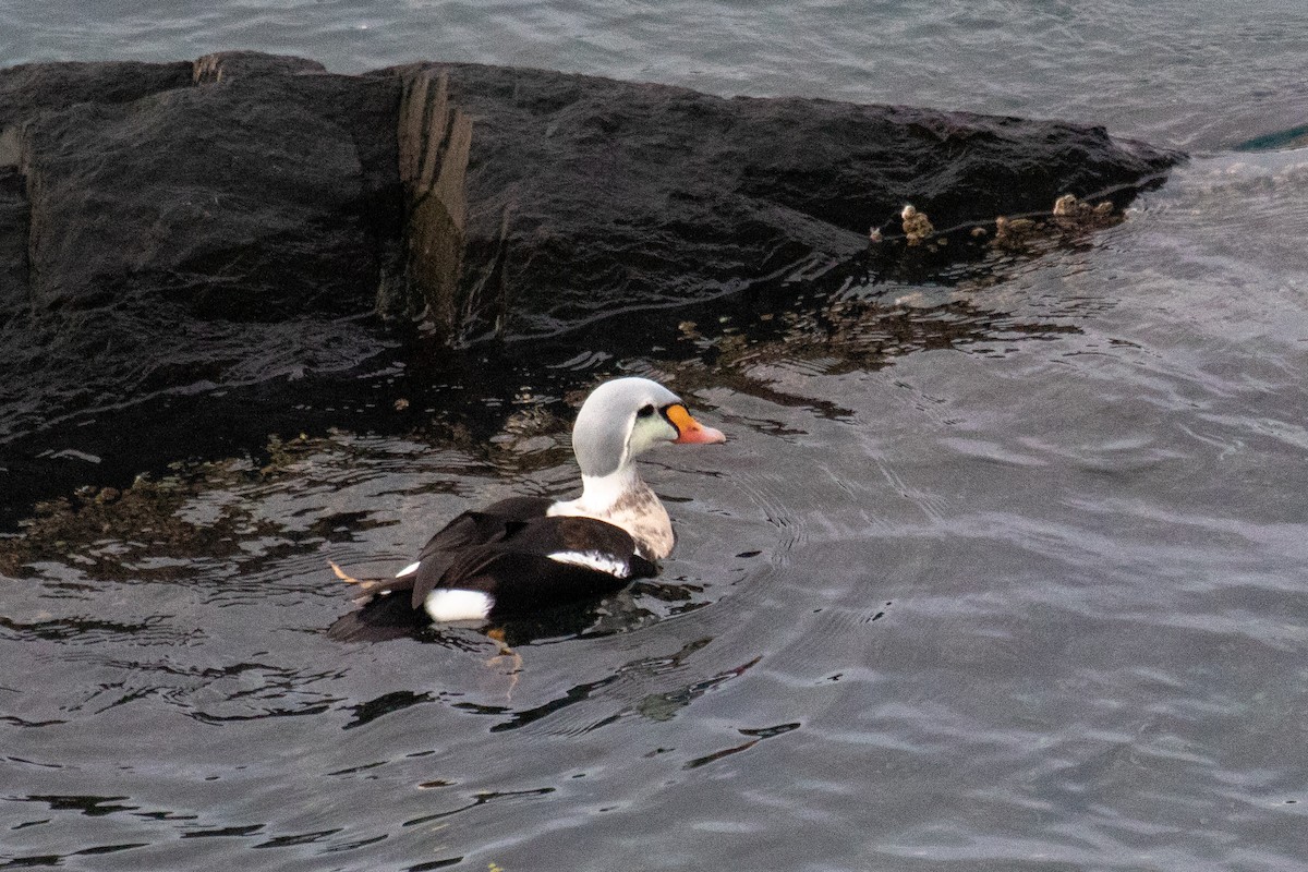 King Eider - ML398331031