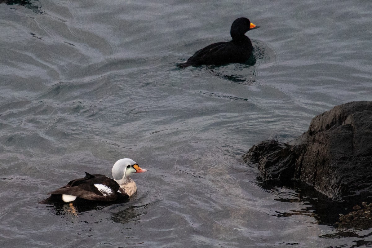 King Eider - ML398331051