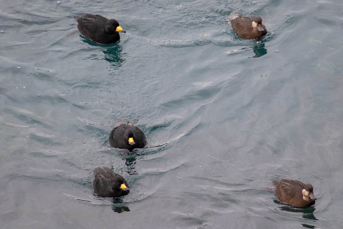 Black Scoter - ML398331161