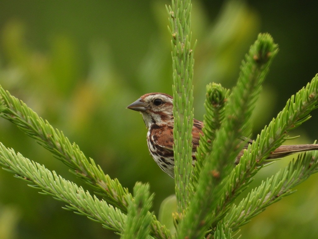 Song Sparrow - ML398331441