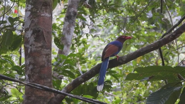 Sri Lanka Blue-Magpie - ML398331761