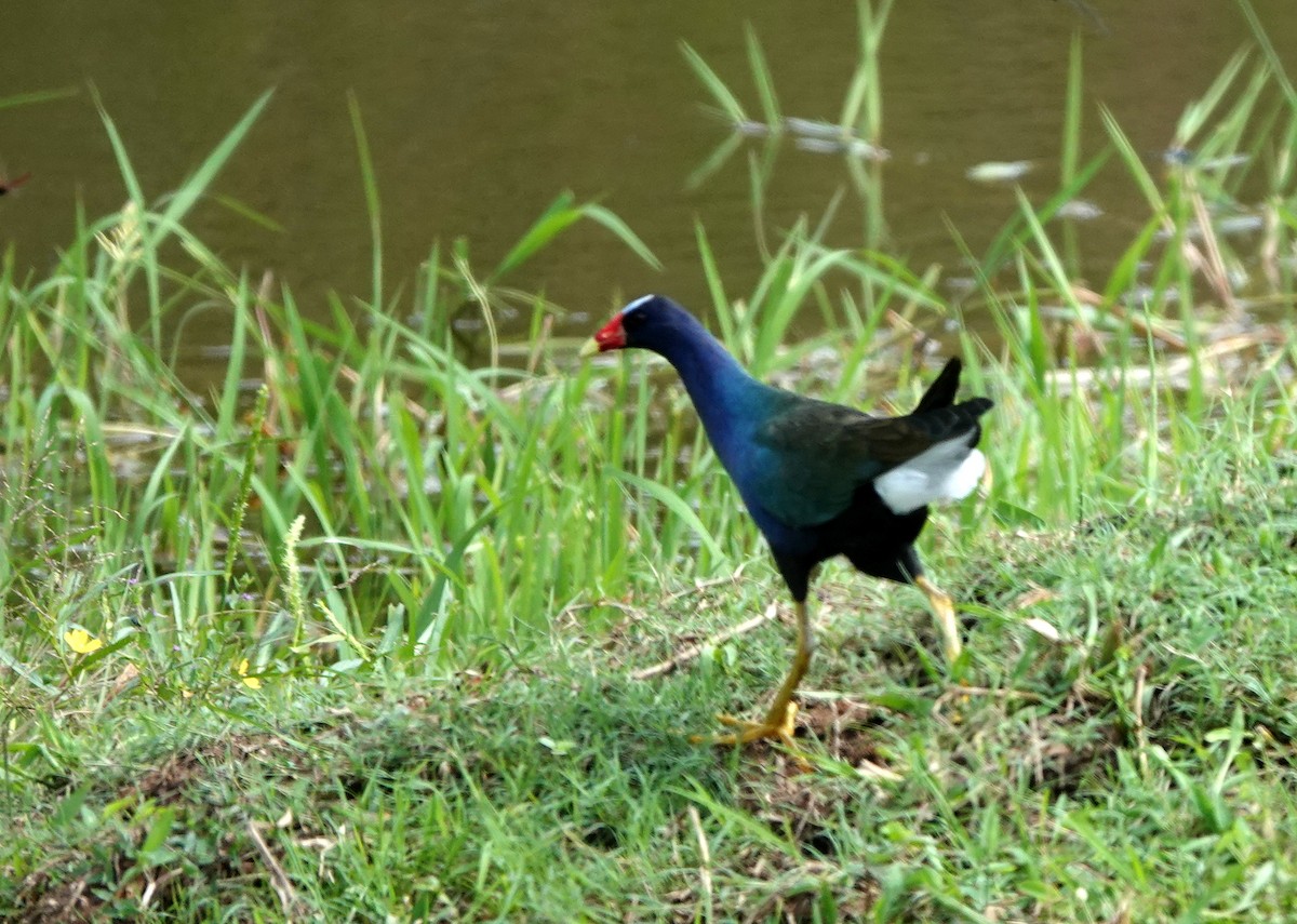 Purple Gallinule - ML398332161