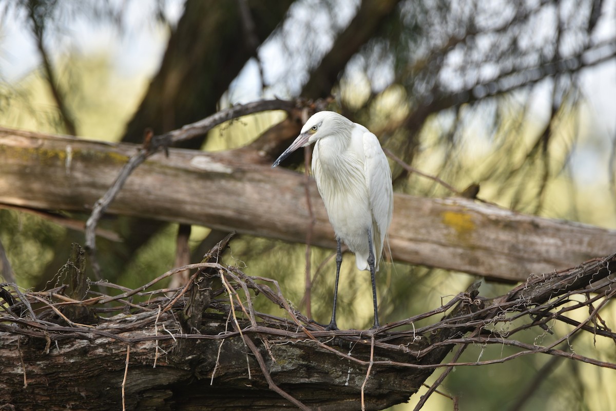 Reddish Egret - ML398332261