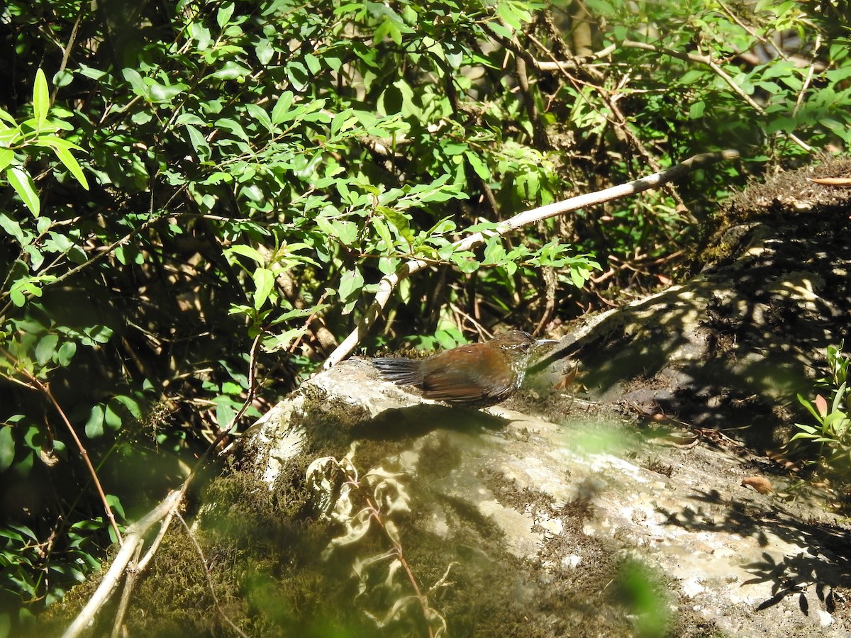 Sharp-tailed Streamcreeper - ML398333521