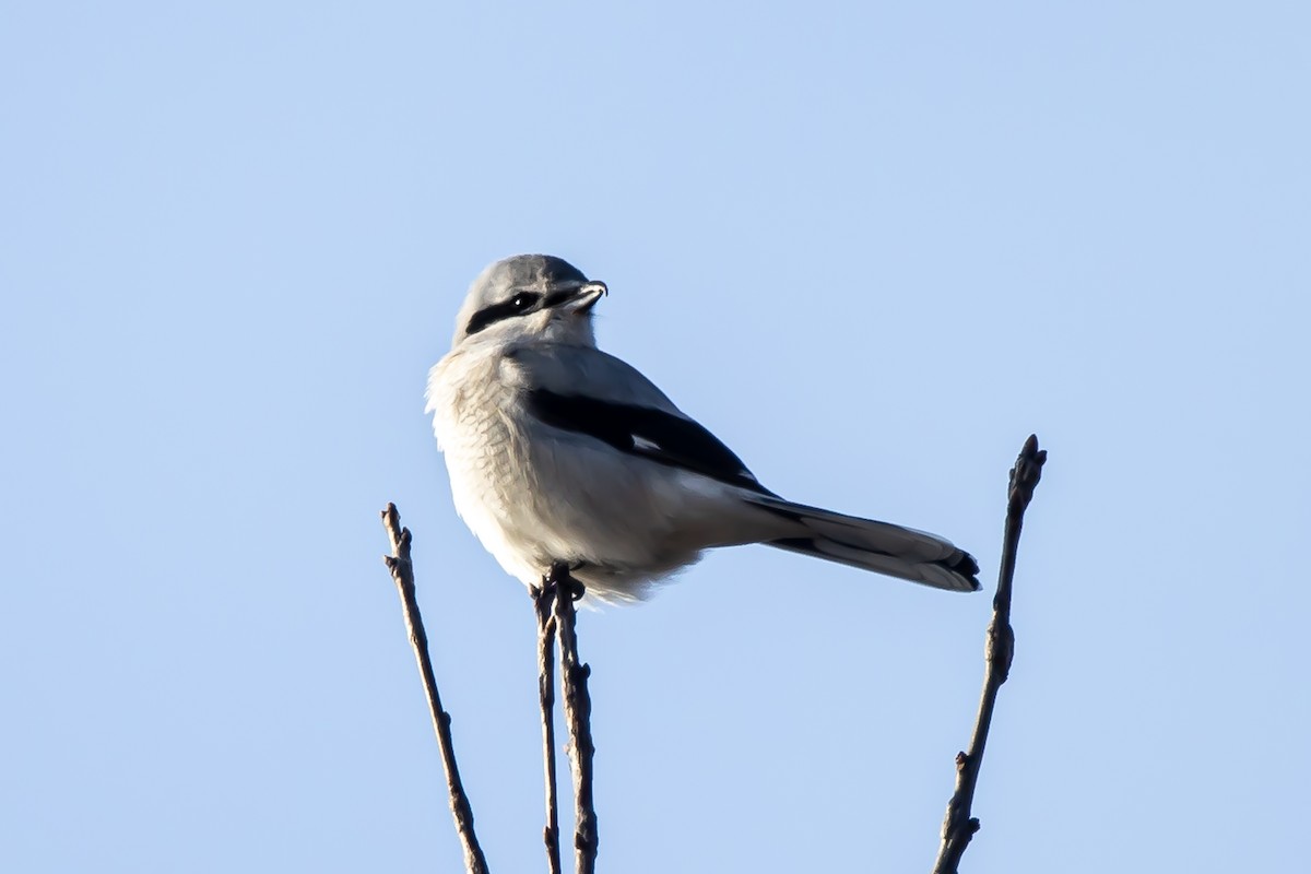 Northern Shrike - ML398333791