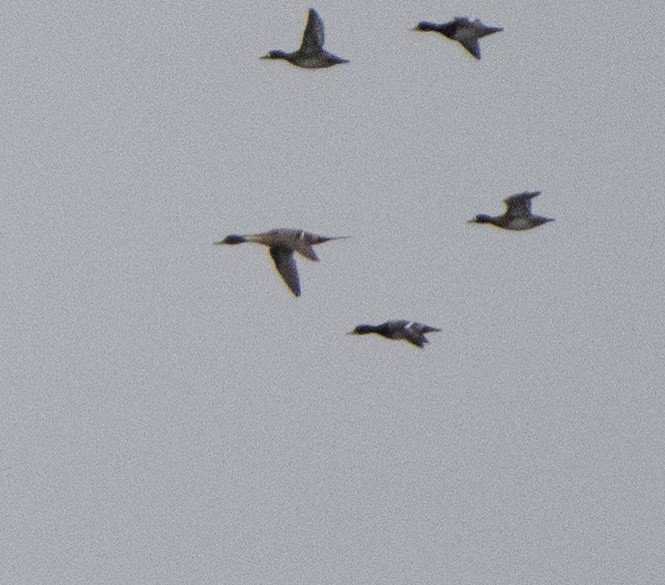 Northern Pintail - ML398334211