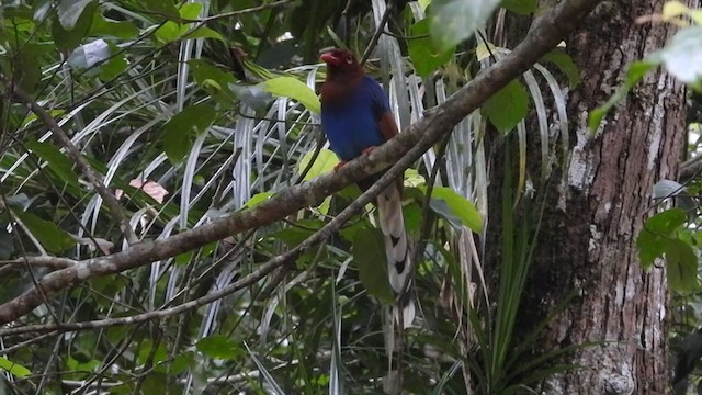 Sri Lanka Blue-Magpie - ML398334271