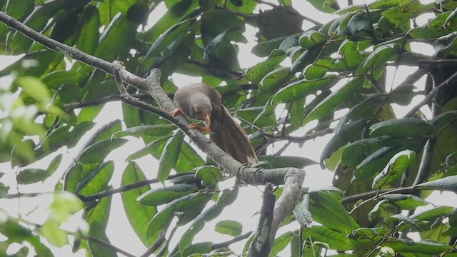 Orange-billed Babbler - ML398335721