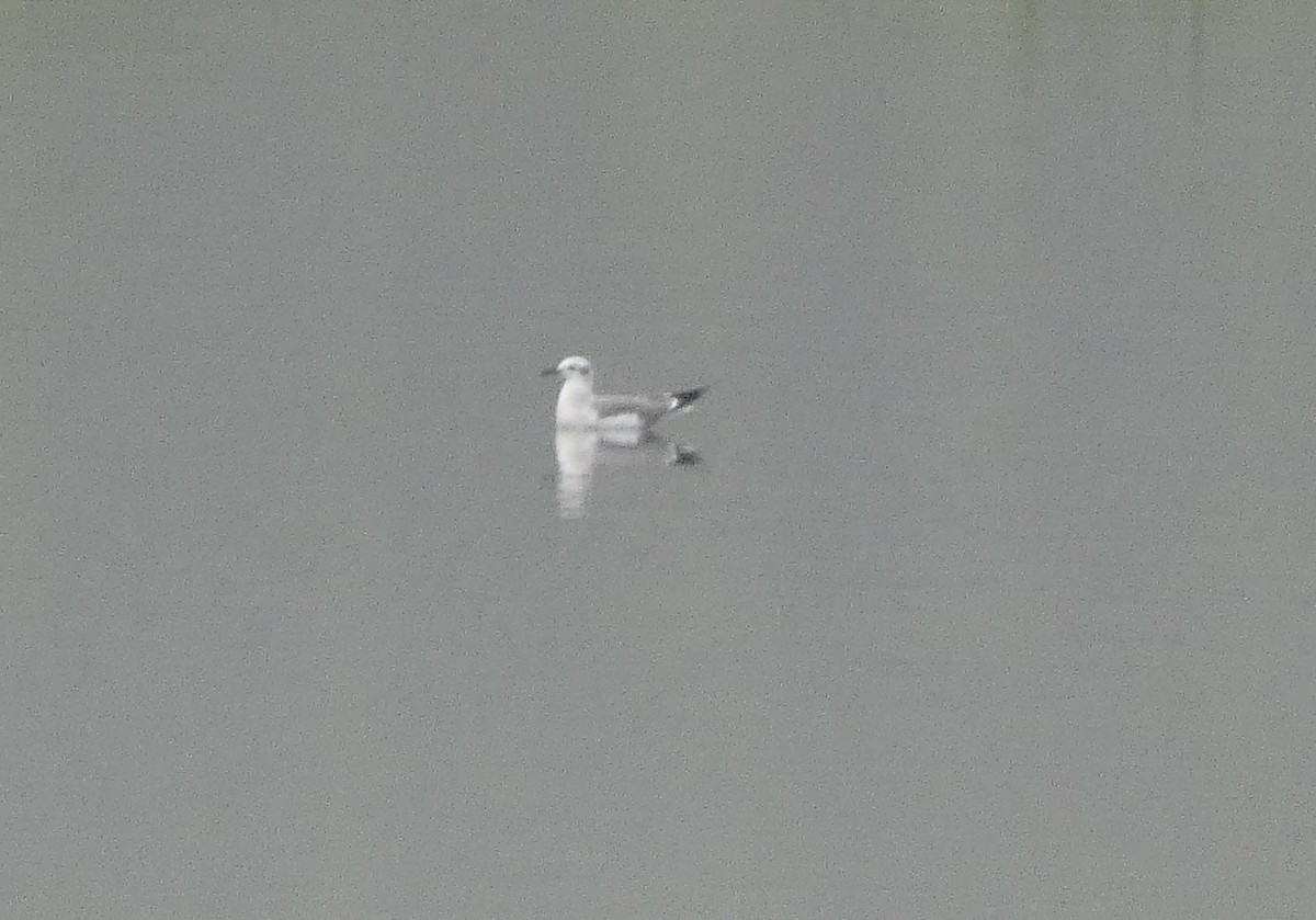 Gaviota Guanaguanare - ML398335941