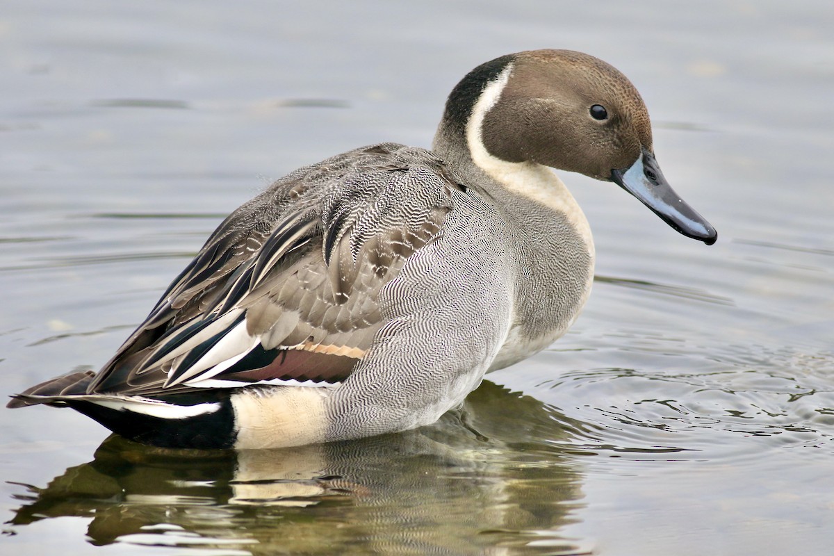 Northern Pintail - Gil Ewing