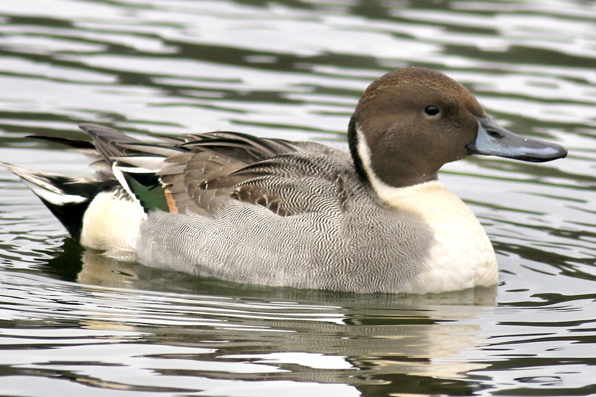 Northern Pintail - ML398338041