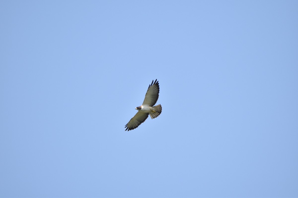 Short-tailed Hawk - ML398338071