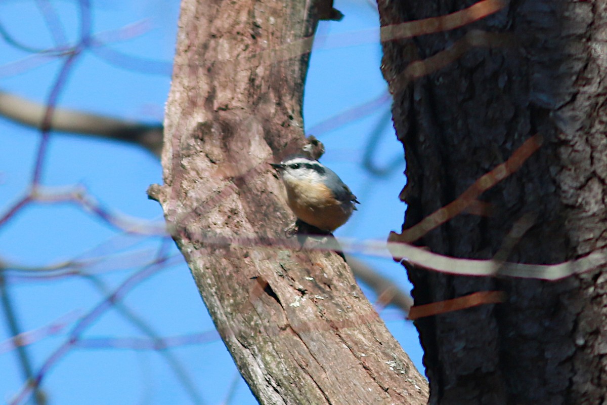 Red-breasted Nuthatch - ML398339271