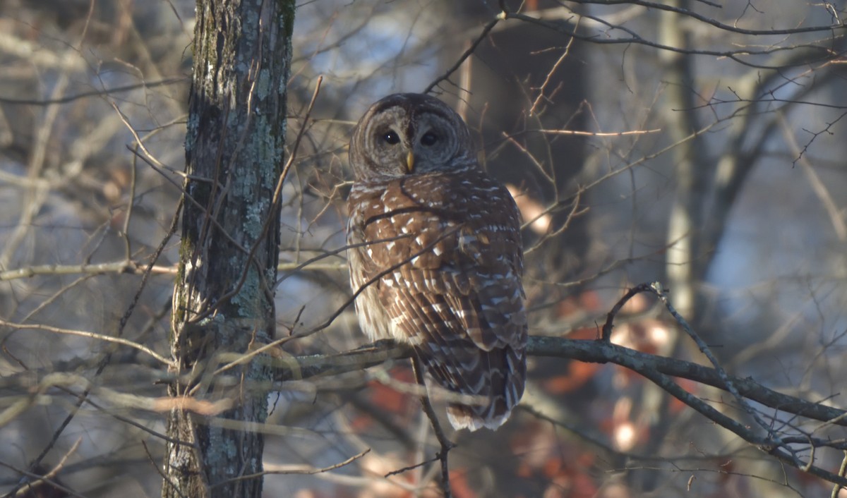 Barred Owl - ML398340321