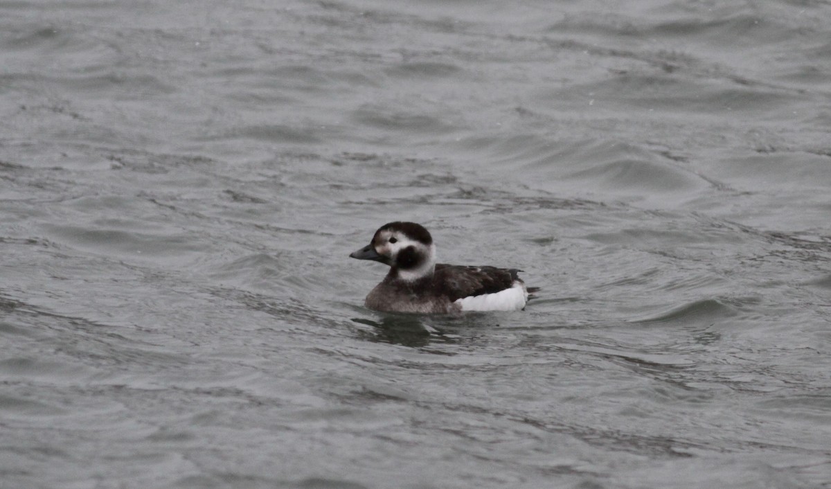 Long-tailed Duck - ML39834131