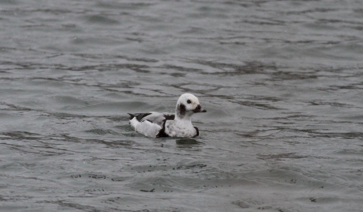 Long-tailed Duck - ML39834231