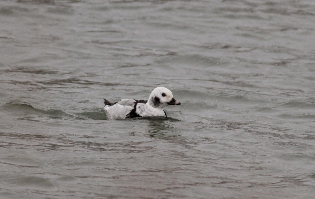 Long-tailed Duck - ML39834251