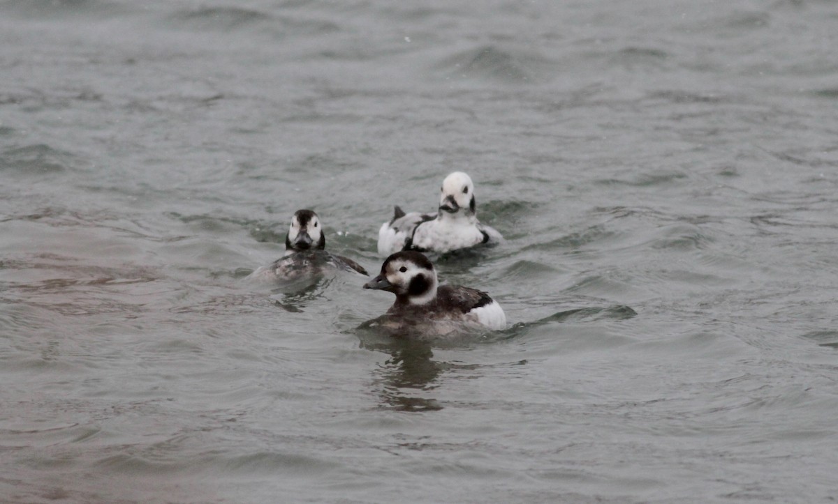 Long-tailed Duck - ML39834281