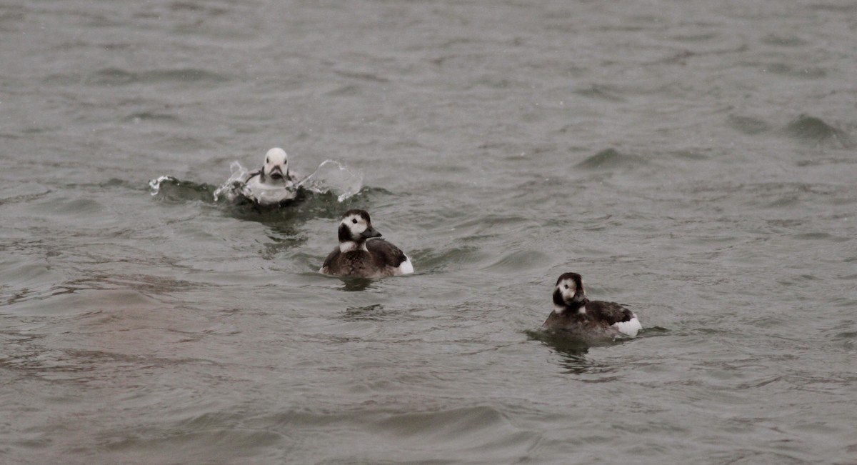 Long-tailed Duck - ML39834351