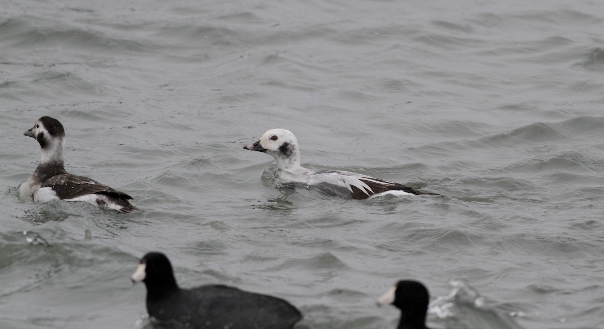 Long-tailed Duck - ML39834371