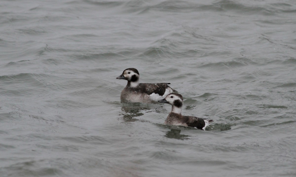 Long-tailed Duck - ML39834381