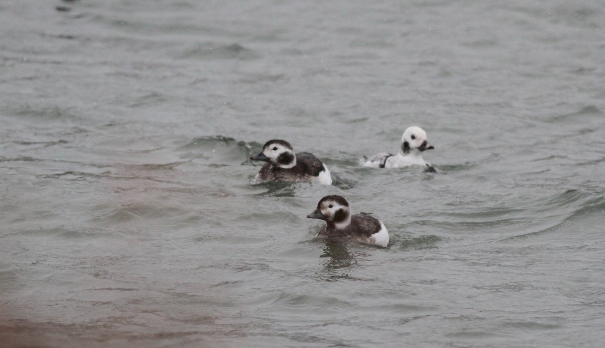 Long-tailed Duck - ML39834391