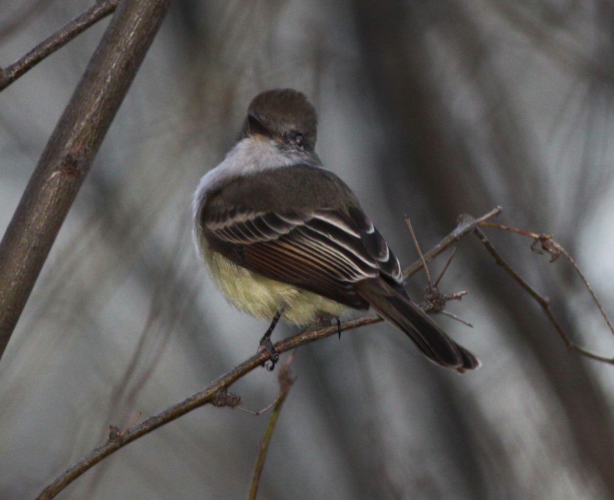 Nutting's Flycatcher - ML398343981