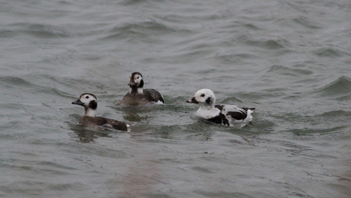Long-tailed Duck - ML39834421