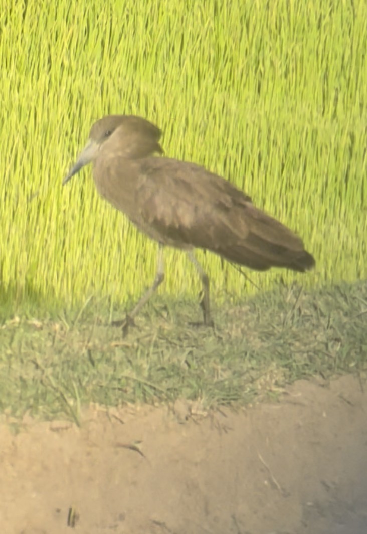 Hamerkop - Hemroulle Jean-Bernard