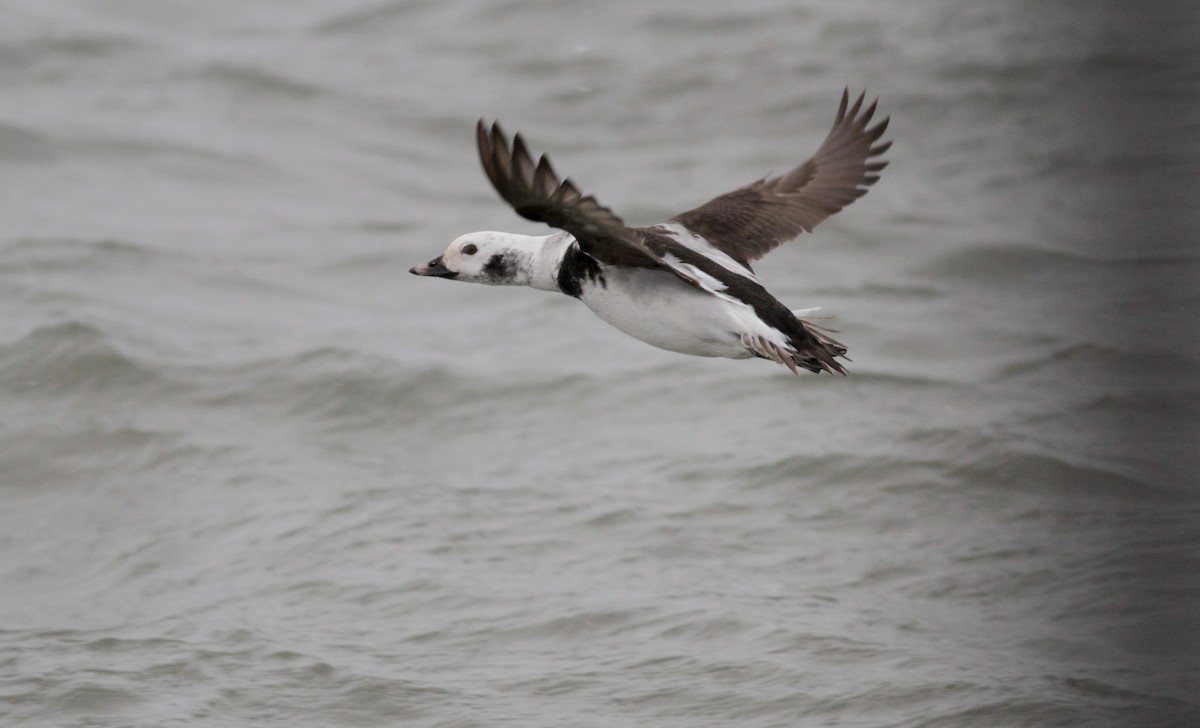 Long-tailed Duck - ML39834491