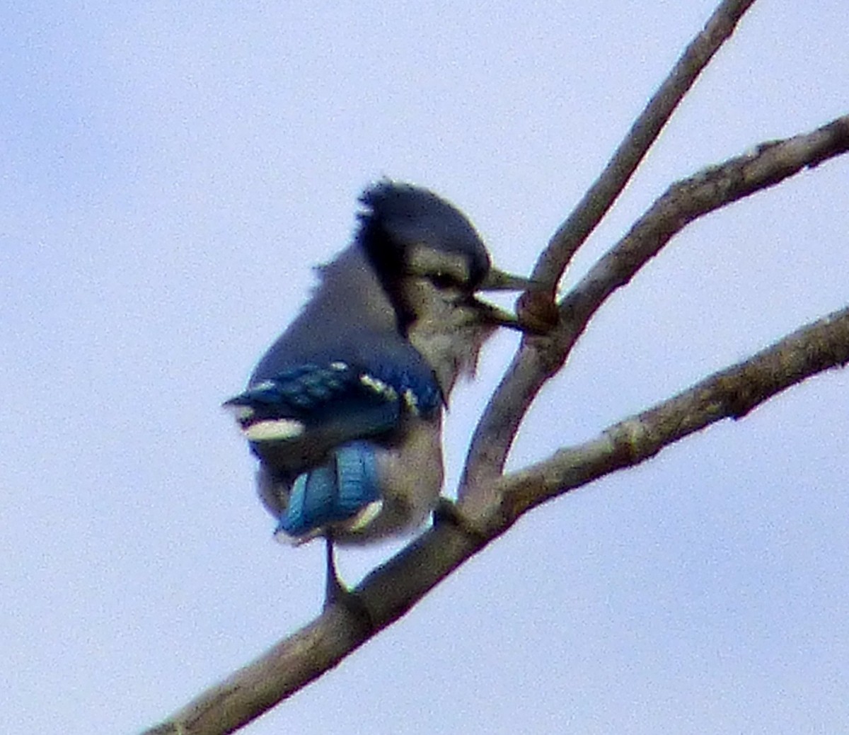 Blue Jay - Mary  McMahon