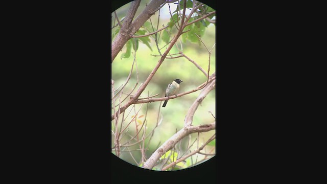 Black-headed Tanager - ML398346051